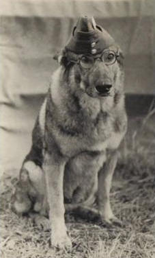 RAF Police Dog - Tarzan 1944 (Photo courtesy - Barrie Turner)